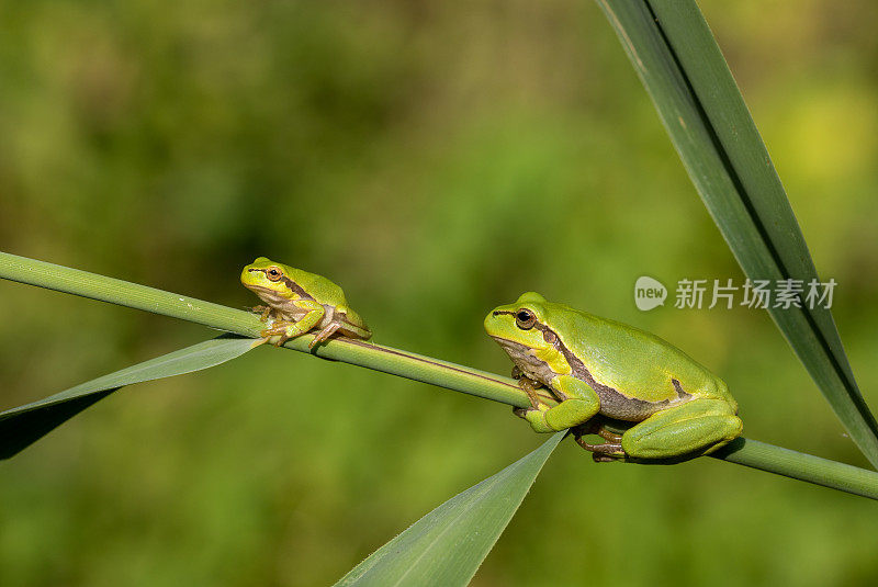 两只欧洲树蛙(Hyla arborea)